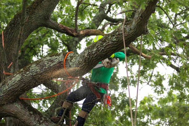 Best Tree and Shrub Care  in Rosemont, CA