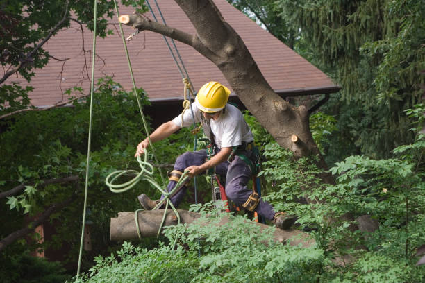 Reliable Rosemont, CA Tree Removal Services Solutions